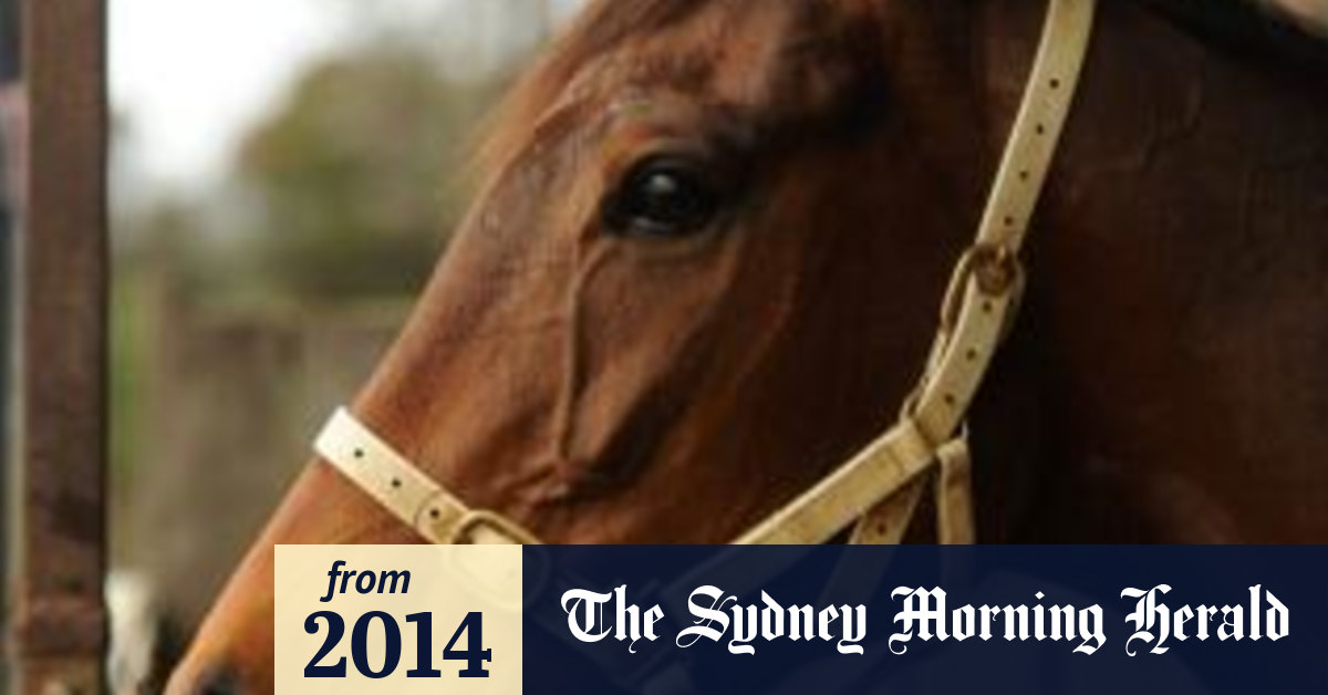 Cruelty issue aside, much to be said for horse racing